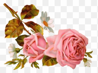 Png Vintage Flowers - Pink Victorian Roses Illustration