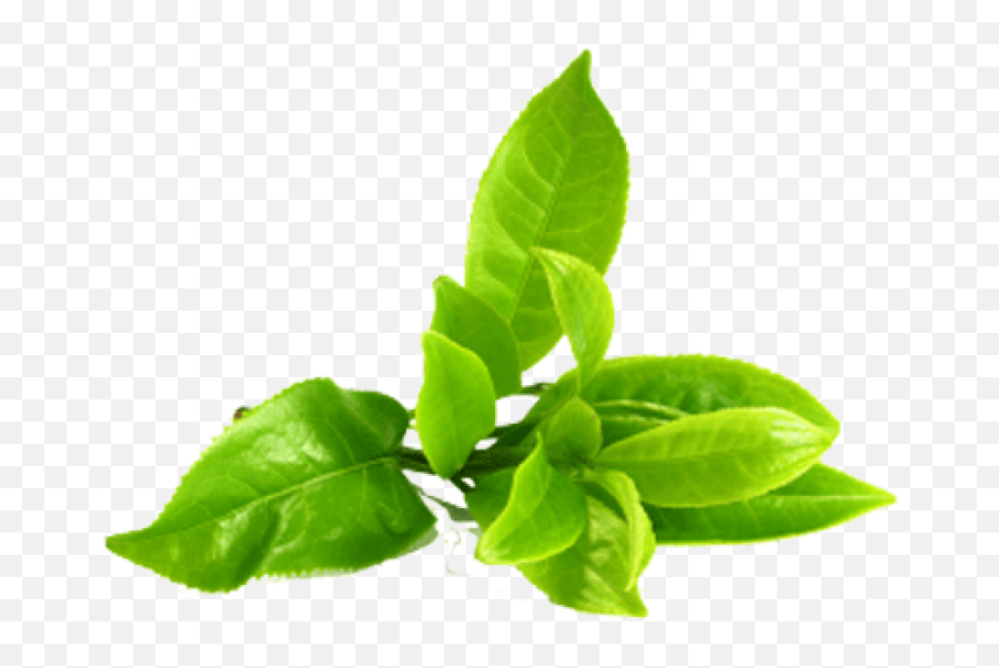 Download Hd Green Tea Png Image - Green Tea Leaves Png Green Tea Leaves Png,Tea Png