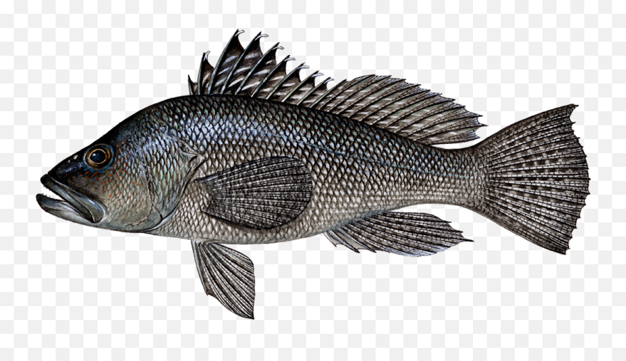 Fish Types - Black Seabass Png,Bass Fish Png