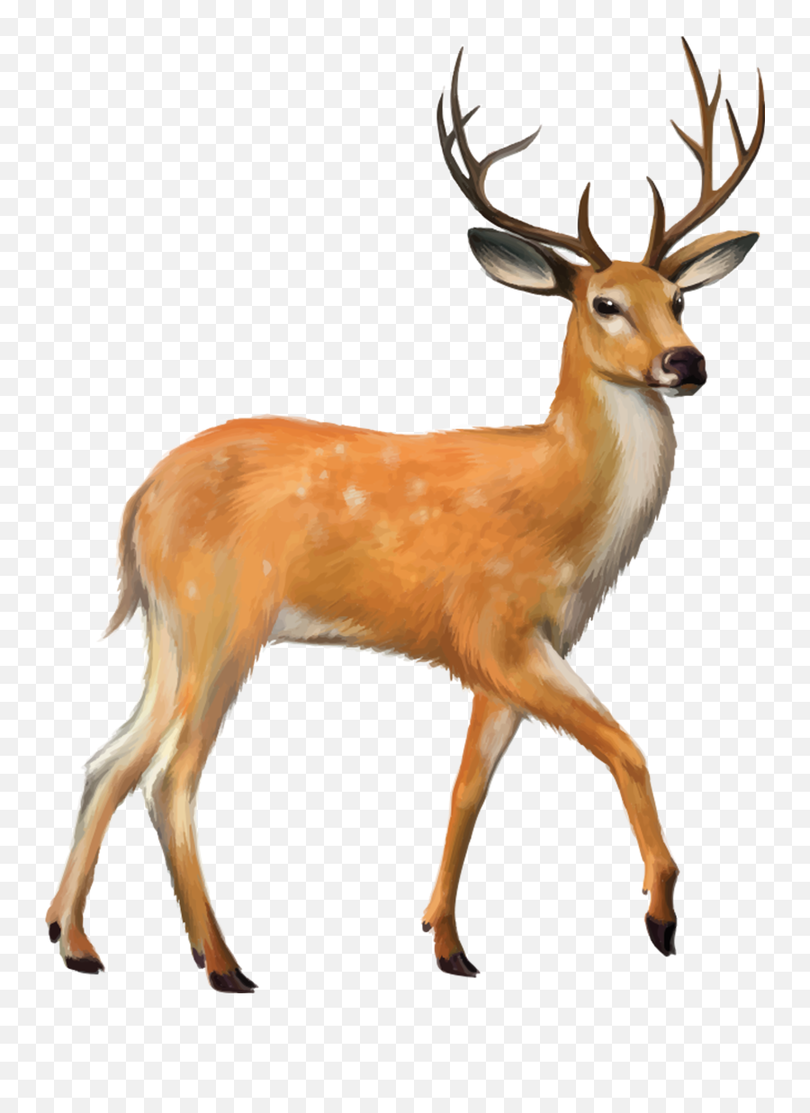 Download Deer Png Image - Deer Png,Deer Png