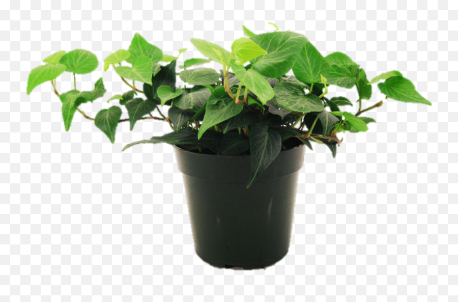 House Plant Png - Sample Plant,House Plant Png