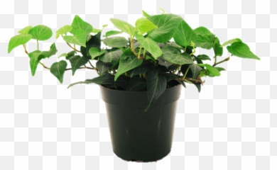 House Plant Png - Sample