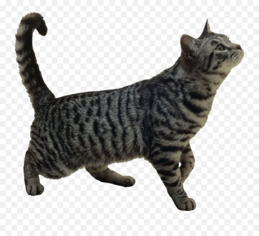 Pngs For Moodboards U2014 Like Or Reblog If Used - Cats Stock Image Transparent Background,Funny Cat Png
