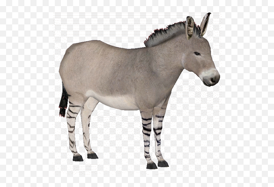 Somali Wild Ass - Burro Png,Ass Png