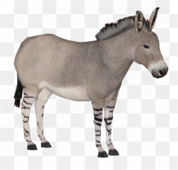 Somali Wild Ass - Burro Png,Ass Png