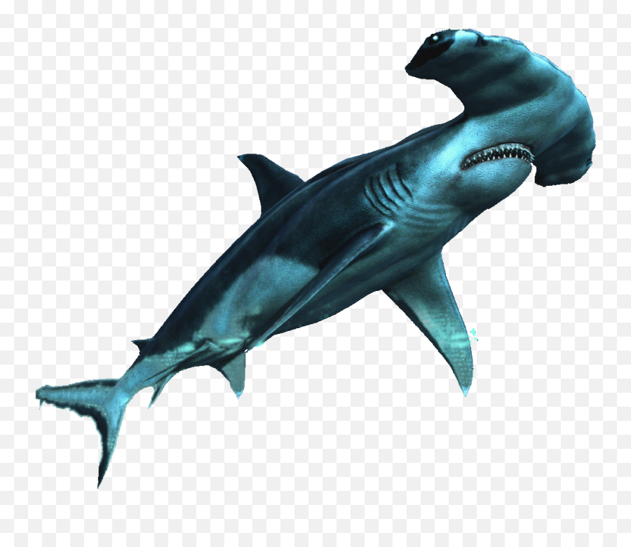 Shark Png Transparent Image Arts - Creed Hammerhead Shark,Shark Transparent Background