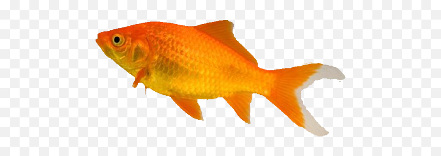 Download Hd The Pet Shop Worthing - Types Of Goldfish Types Of Goldfish Png,Gold Fish Png