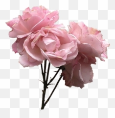 Aesthetics Pink Grey Image Pastel - Transparent Flower Png