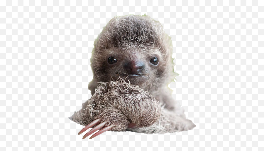 Sloth Png - Super Cute Cute Sloth,Sloth Transparent