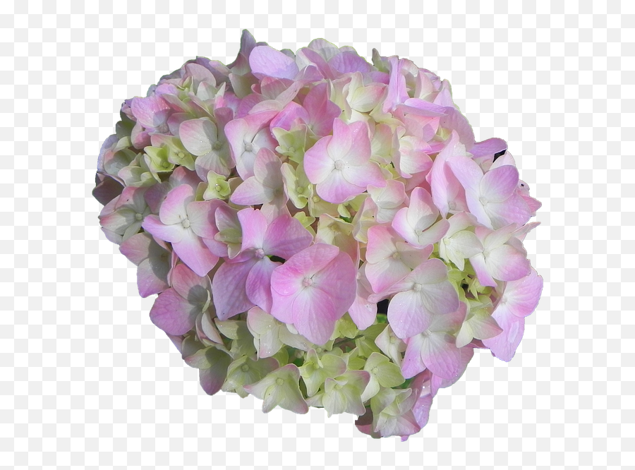 Hydrangea Flower Pink - Hydrangea Flower Png,Hydrangea Png