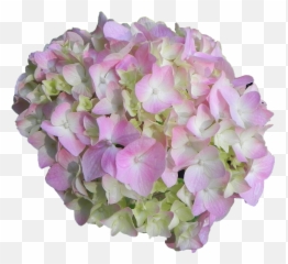 Hydrangea Flower Pink - Hydrangea Flower Png,Hydrangea Png