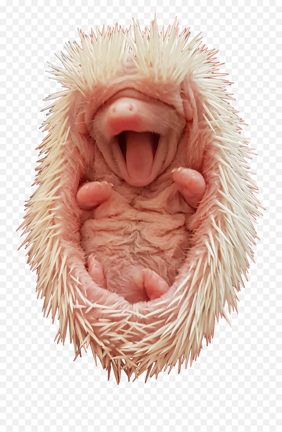 Baby Hedgehog Cutouts - Many Babies Do Hedgehogs Have Png,Hedgehog Transparent