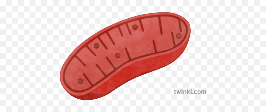 Mitochondria Illustration - Wood Png,Mitochondria Png