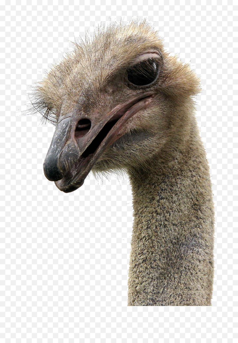 Ostrich Png - Ostrich Transparent,Ostrich Png