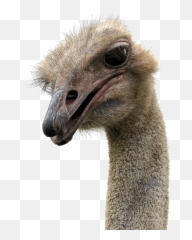 Ostrich Png - Ostrich Transparent,Ostrich Png
