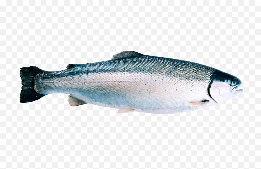 Fjordtrout - Regnbueørret Oppdrett Png,Trout Png