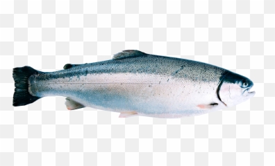 Fjordtrout - Regnbueørret Oppdrett Png,Trout Png