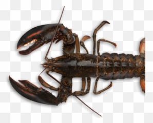 Seafood Drawing Lobster Maine - American Lobster Crawdad Png,Lobster Png