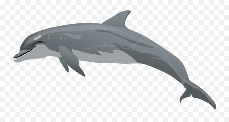 Red Clipart Dolphin Transparent Free For - Bottlenose Dolphin Clipart Png,Dolphin Transparent Background