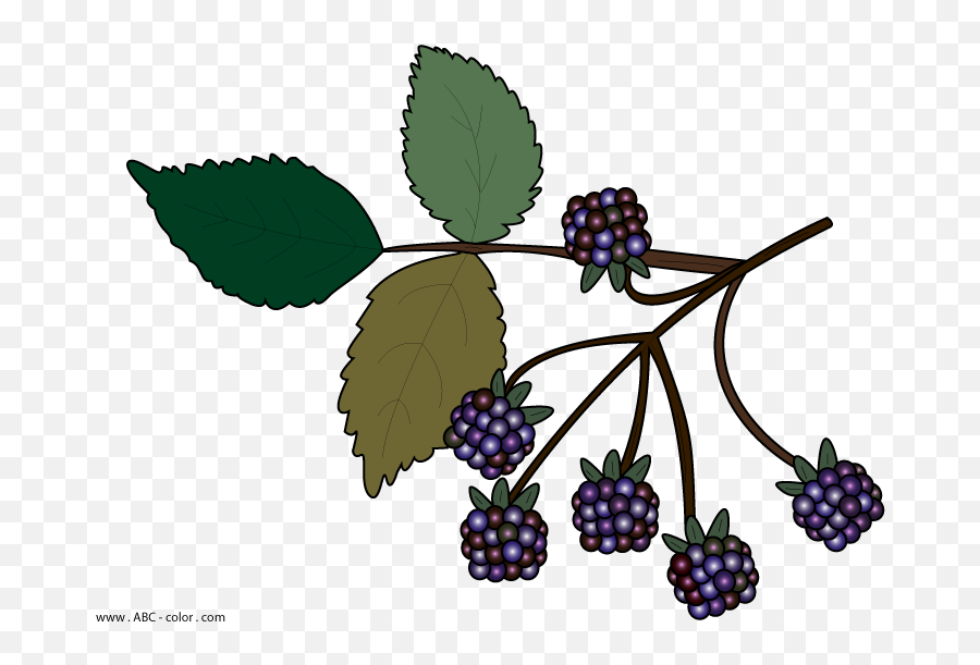 Wild Berries Clipart No Background - Bramble Clip Art Png,Blackberries Png