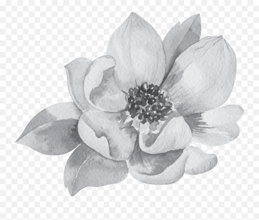 Creative Portfolio Magnolia Rose Company - Watercolor Magnolia Clipart Png,Magnolia Png