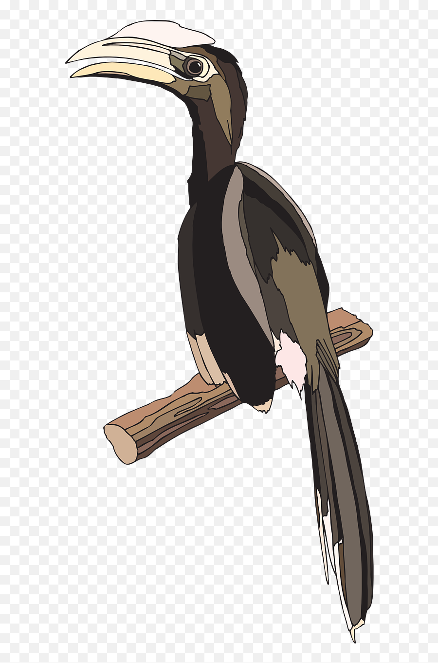 Download Ivory - Billed Woodpecker Png Image With No Hornbill,Woodpecker Png