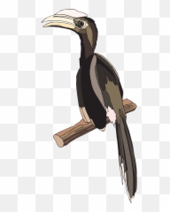 Download Ivory - Billed Woodpecker Png Image With No Hornbill,Woodpecker Png