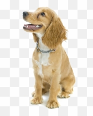 Dog Icon Png Vector Stock Images