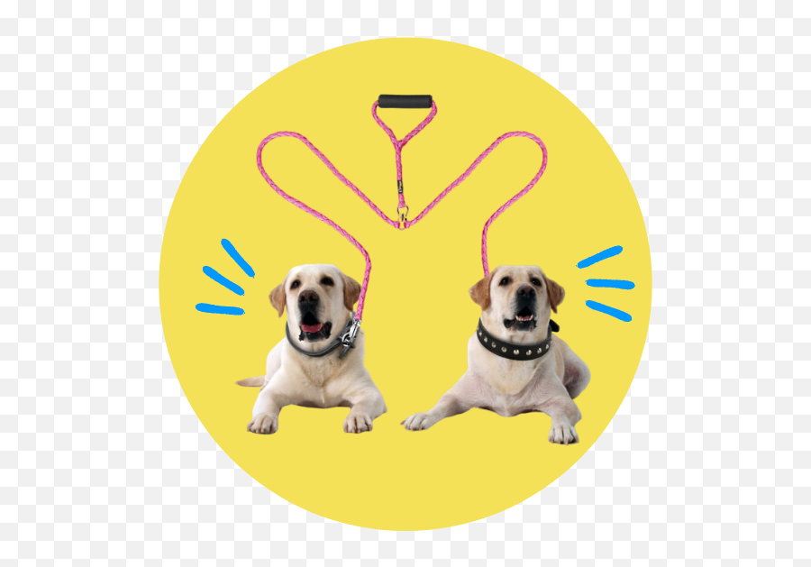 2021 Top - Martingale Png,Leash Icon