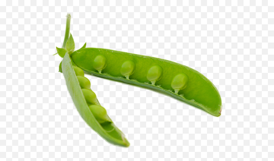 Pod Peas Pods Png - Sugar Snap Peas On Transparent Background,Green Beans Png