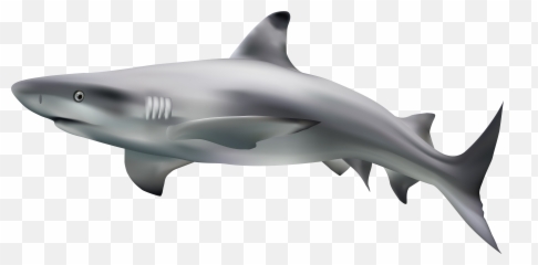 Shark Clipart Transparent Background - Transparent Background Shark Transparent Png,Shark Clipart Transparent Background