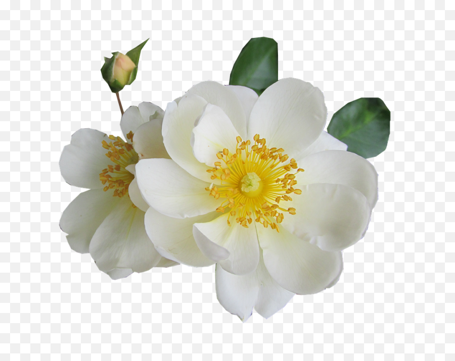 White Rose Png Transparent Images - Rosa Blanca De Luto Png,White Rose Png