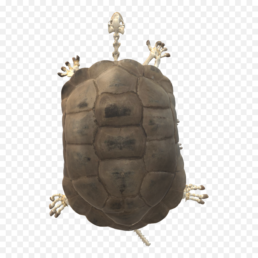 Red - Footed Tortoise Skeleton Content Classconnect Tortoise Png,Toroise Icon