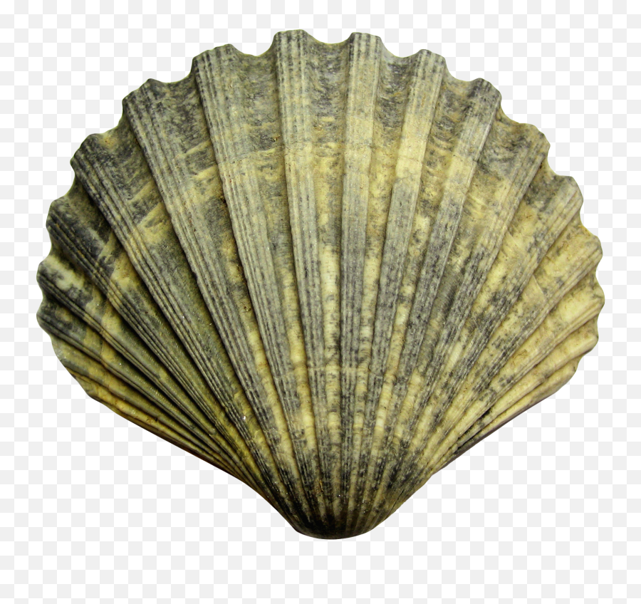 Download Sea Shell Png Image For Free