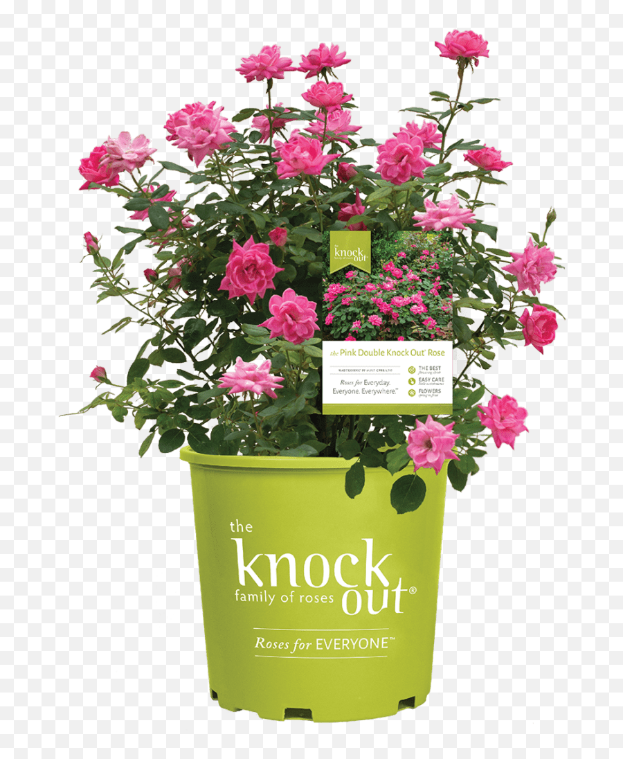 Home - Star Roses And Plants Knock Out Roses Review Png,Rose Facebook Icon