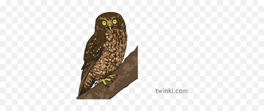 Morepork Owl Twinkl Eyes 1 Illustration - Twinkl Owl Png,Owl Eyes Logo