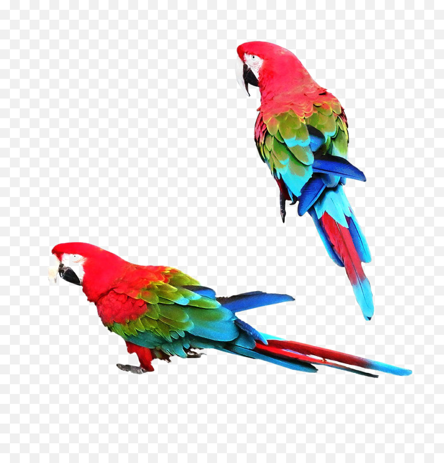 Download Colorful Parrot Png Image - Macaw,Parrot Png