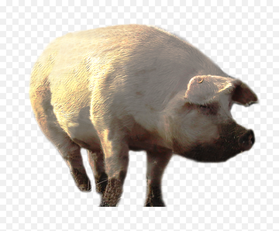 Pig Png - Big Pig Png,Pig Png