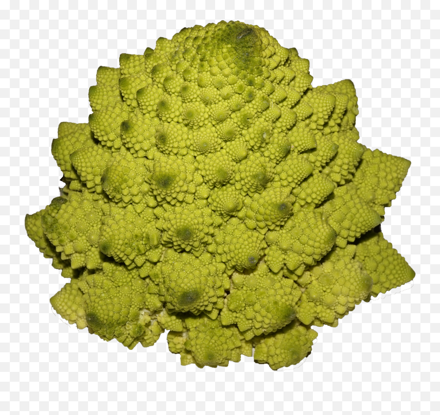 Fileromanesco Broccolipng - Wikimedia Commons Romanesco Broccoli Png,Broccoli Transparent