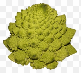 Fileromanesco Broccolipng - Wikimedia Commons Romanesco Broccoli Png,Broccoli Transparent