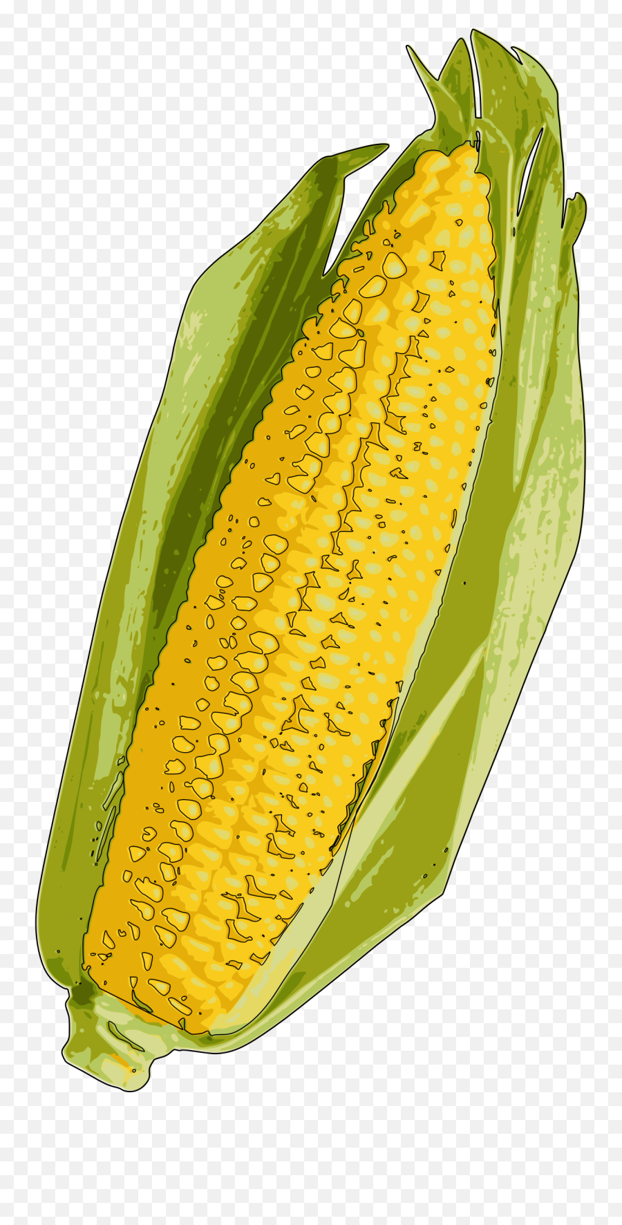 Corn Clipart Yellow - Mazorca De Maiz Png,Corn Transparent