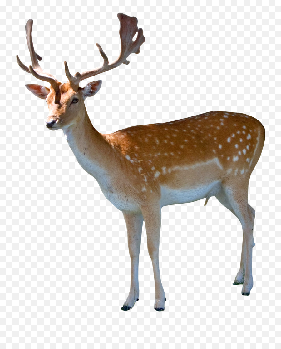 Download Deer Png Image For Free - Deer Png,Deer Png