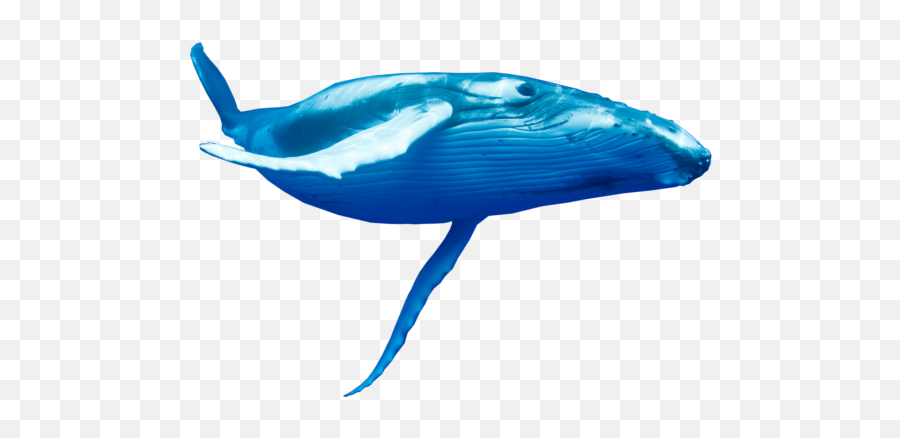 The Blue Whale Tribute Page - Clear Background Blue Whale Transparent Png,Whale Transparent Background