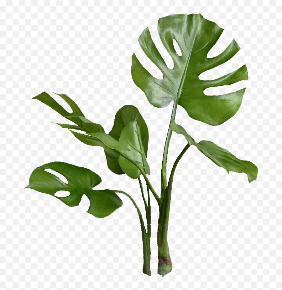Green Plant Png Clipart - Green Plants Transparent Background,Plants Transparent Background