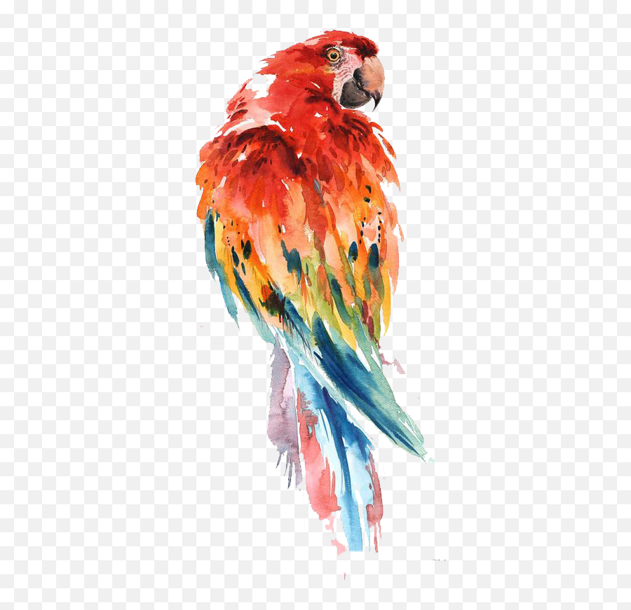 Parakeet Drawing Watercolor - Parrot Watercolor Drawing Png,Parakeet Png