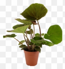 Begonia Jungle Masoniana - Begonia Masoniana Hungry Jungle Png,Jungle Plants Png