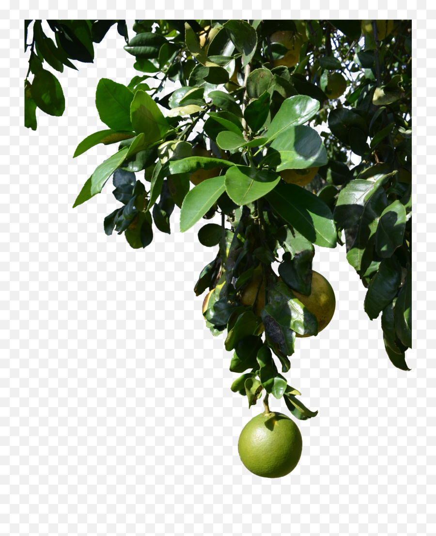 Download Free Png Fruit Tree - Fruit With Tree Png,Fruit Tree Png