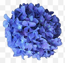 904x883 P - Hydrangea Png,Hydrangea Png