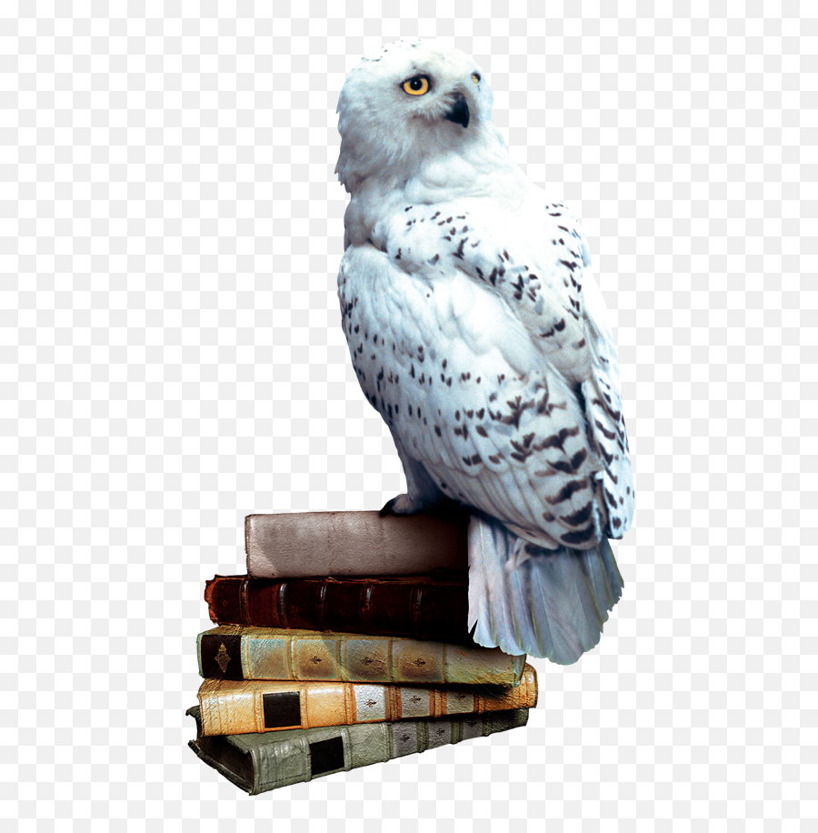 Atozchallenge Aprila2z Harrypotter U2013 O Is For Owls And - Harry Potter Owl Png,Harry Potter Transparent Background