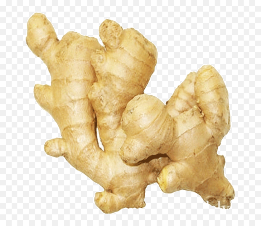 Download Ginger 1 Kg - Ginger Root Hd Png Download Uokplrs Indian Ginger,Ginger Png